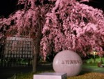 夜桜を見に行ってきました　　ｂｙ　投資スクール代表　青柳仁子