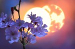 ☆桜花爛漫～明日は満月『愛のエネルギーが満ちる時』♪