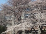 「桜満開！」