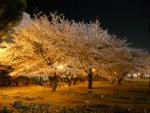 夜桜で和むの巻　その２　　ｂｙ　投資スクール代表　青柳仁子