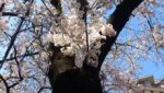 桜の花との語らい