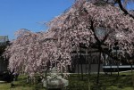 京都醍醐寺の桜　受講者から写真のプレゼントあり