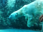 旭山動物園でホッキョクグマと北極探検家と遊ぶ