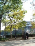大阪城公園の落ち葉で