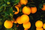 「冬の美味しい柑橘類」手づくり酵素ジュース講座