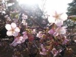☆桜の花のように・・・美しくあるがままに生きる♪