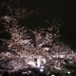 ☆桜の【神秘美】癒されて~♪