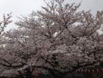 上野の桜と東京スカイツリー