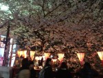第262話 『中目黒桜祭り』