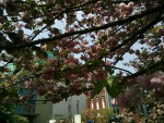 造幣局の桜を楽しみました