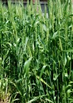 麦畑のめぐみ「武蔵野地粉うどん」 週末ファーマー