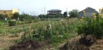 【地球式自然農法の夏野菜セットBOX】の発送レポート