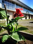 北海道陵雲小学校のカンナが咲きました