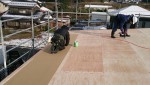 屋根の野地板の構造用合板の上にインシュレーシュンボードを張り遮熱、防音対策をします。
