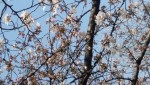 「桜の季節」