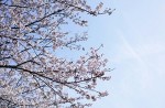 本日、移動中にいい感じでサクラが咲いていたのでちょっと立ち寄ってパシャリ。３月は結構寒かったの…