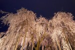 福井の足羽神社の樹齢370年のしだれ桜です。昨日、仕事帰りに撮ってきました。と、大学生らしき女…