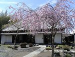 しだれ桜が彩る古民家　春・印旛の家