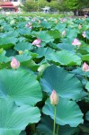 東の池の蓮の花