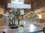 福井県立恐竜博物館から新宿に恐竜がやって来た！