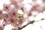 ☆桜にはオトコを引き寄せ惑わせる魔力がある！？　
