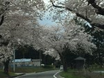 桜はきれいでした。
