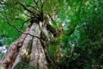 ☆樹齢3,000年以上の縄文杉～～～♬