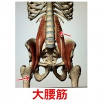 【大腰筋 横隔膜】腰や背中の真ん中あたりや太ももの付け根内側が痛い