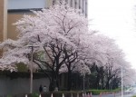 桜満開(^O^)／