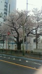 「日本の桜が観たい」