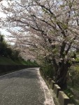 桜吹雪の懐かしい道