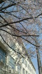 櫻さくら桜