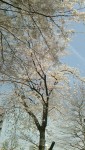 台東区の桜