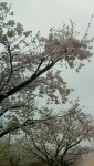 雨に濡れる桜