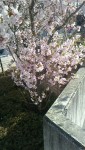 岡谷は桜が満開でした