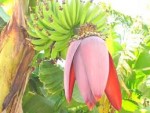 ★「陽の気」で情熱あふれる恋へまっしぐら♪婚活女子を導くバナナのお花～Hawai　Lanilan