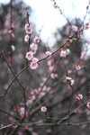 満開の桜が見える物件は価値があるのか？