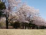 今年の桜～✿