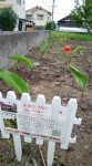 広島カンナ・P　その後の里親植栽