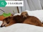 ２０１８年動物殺処分ストップチャリティー金詳細とお礼(*´ω｀)