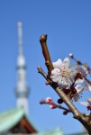 東の太宰府「亀戸天満宮」の梅の花～✿