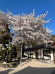 満開桜の境内・西林寺