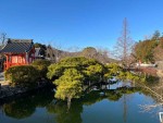 岡山・宇賀神社の松