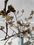 事務所の花・桜