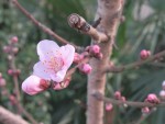 私の思う「大人と子供＆純粋さと幼稚さ」の分かれ目