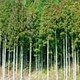 日本の森を再生しよう！