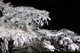 京都　夜桜