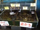 松島の牡蠣