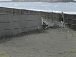 潮風で風化する防砂柵！　　１２