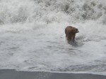 波と戯れる犬！　　１７
